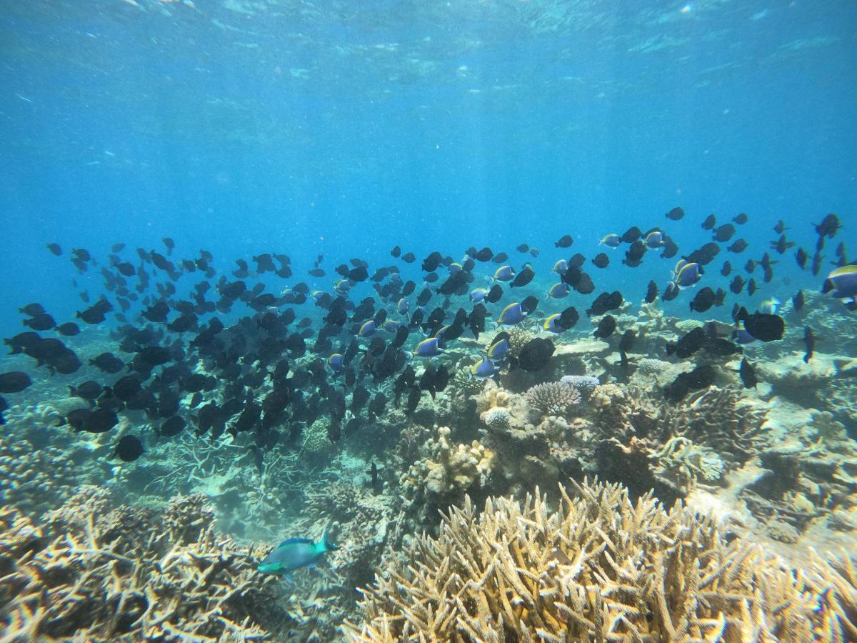 Coral Beach Maldives Hangnaameedhoo Eksteriør bilde